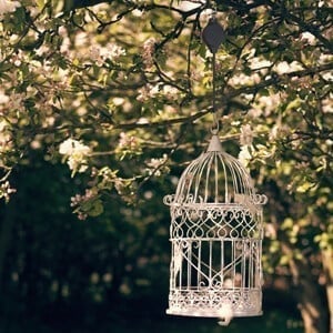 🔥Spring/Zomer Promotiekorting 🌳Plantkatrolset voor tuinbakken, vogelvoerbakken