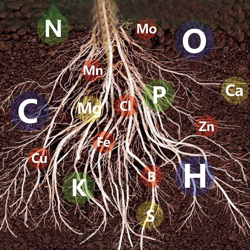 🥬Voedingsoplossing met snel effect voor planten: vult snel aan, wordt sterk, weelderig en groen. (KOOP 3 KRIJG 5 GRATIS)