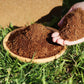 Biologische Kokosnoot Coir voor Planten
